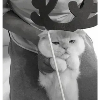 🐈 fe6377e8 Katze, Tier, Rentier, Haustier, lustig, süß, Weihnachten telegram sticker