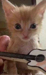 🌟 2c8591a6 chaton, chat, guitare, ukulele, animal, animal de compagnie, mignon telegram sticker