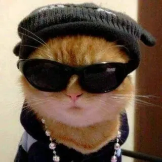 🌟 42ceb2b5 chat, lunettes de soleil, chapeau, cool, animal, animal de compagnie telegram sticker