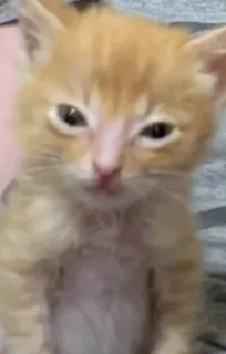 🌟 4586da4c chaton, chat, orange, animal de compagnie, mignon telegram sticker