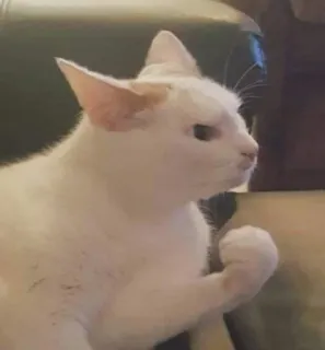 🌟 4c265fc2 chat, blanc, animal, domestique, mammifère telegram sticker