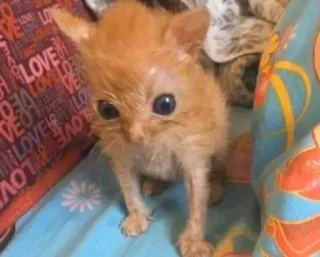 😐 53cacdae chat, chaton, animal, mignon, animal de compagnie telegram sticker