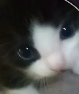 🌟 55ca1d24 chat, chaton, noir et blanc, mignon, animal, animal de compagnie telegram sticker