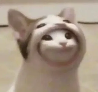 🌟 55d734f3 chat, mème, animal, drôle, Popcat telegram sticker