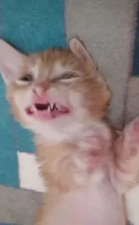 🌟 5f8e6dce chat, chaton, en colère, dents, drôle telegram sticker