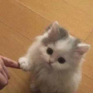 🎀 64532bad chat, chaton, animal de compagnie, mignon, animal telegram sticker