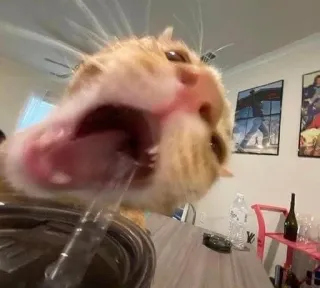 🌟 65aa5150 chat, bâillement, animal, domestique, animal de compagnie telegram sticker