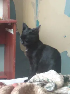 🤨 65e40c85 chat, chat noir, animal de compagnie, animal, domestique telegram sticker