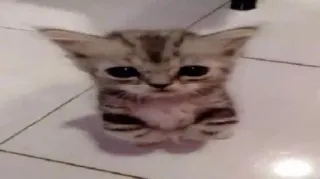 😃 6abb208d chat, chaton, mignon, animal de compagnie, animal telegram sticker