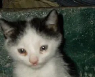 😢 964ebf17 chaton, chat, noir et blanc, animal de compagnie, animal telegram sticker