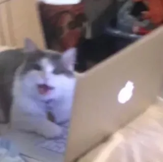 🙂 98f9d429 chat, ordinateur portable, animal, drôle, mème telegram sticker