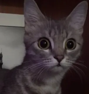 🌟 bc1c312b chat, chaton, gris, animal de compagnie, animal, mignon telegram sticker