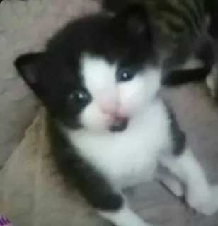 🌟 c5a20353 chaton, chat, mignon, animal, animal de compagnie, noir et blanc telegram sticker