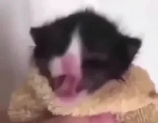 🐱 cb715178 chaton, bâillement, noir et blanc, petit, mignon telegram sticker