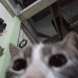 🌟 cc852534 chat, animal, animal de compagnie, mammifère telegram sticker