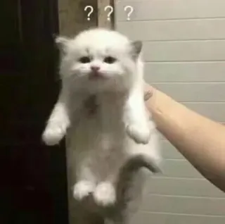 ❓ e25705b6 chat, chaton, confus, animal, mignon telegram sticker