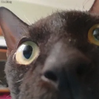 🌟 e6c6ad14 chat, chat noir, gros plan, animal de compagnie, animal telegram sticker