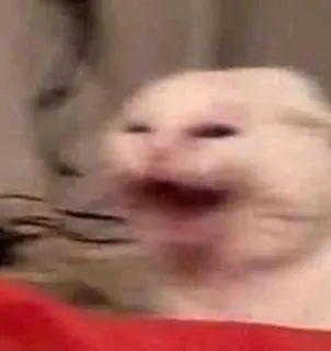 🤬 e821da20 chat, mème, crier, animal telegram sticker