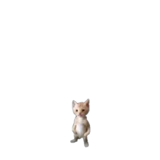 🐱 e8e40750 chat, debout, mammifère, animal, animal de compagnie, chaton telegram sticker