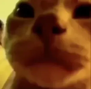 🐱 fcb725ef chat, animal, animal de compagnie, mème telegram sticker