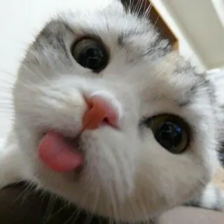 😛 11e8af77 gatto, gattino, animale, animale domestico, carino, lingua telegram sticker