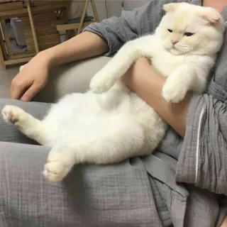 😐 135df12f gatto, gatto bianco, animale, animale domestico telegram sticker