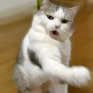 😠 1687f4d1 gatto, animale, animale domestico, felino, arrabbiato, divertente telegram sticker