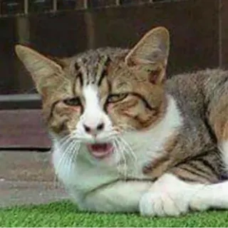 😵 2177950b gatto, animale domestico, animale, gatto domestico, felino telegram sticker