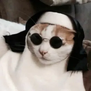 😎 33326f9b gatto, occhiali da sole, divertente, meme, animale domestico, animale telegram sticker