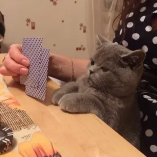 😐 356a566a gatto, carte da gioco, animale, gioco da tavolo telegram sticker