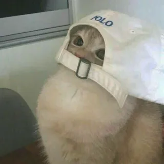😶 4431dc40 POLO gatto, cappello, polo, animale, animale domestico, carino telegram sticker