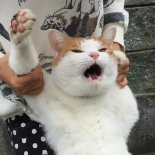 😲 468143a8 gatto, sbadiglio, animale domestico, animale da compagnia, animale telegram sticker