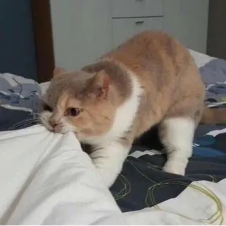 😙 4f740c87 gatto, animale domestico, animale da compagnia, felino, biancheria da letto, cuscino telegram sticker