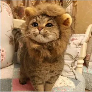 ☺️ 4fbc62b1 gatto, leone, animale, animale domestico, carino, felino telegram sticker