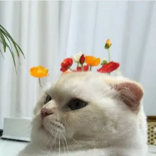 😊 514ae5ce gatto, fiori, animale domestico, animale telegram sticker