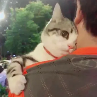 🙃 5599ef1a gatto, animale domestico, animale, spalla, carino, animale domestico telegram sticker