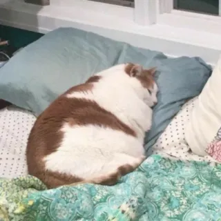 😴 55a6b54c gatto, dormire, cuscino, letto, animale telegram sticker