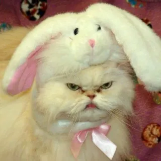 😠 6ea385fa gatto, coniglio, pasqua, animale, animale domestico, carino, divertente telegram sticker
