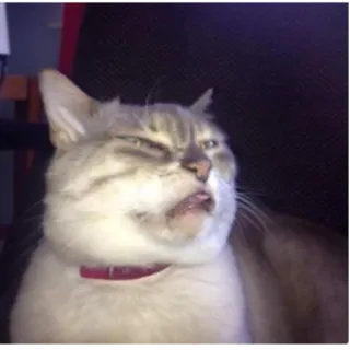 😏 777a199b gatto, divertente, animale, meme, disgusto, sciocco telegram sticker