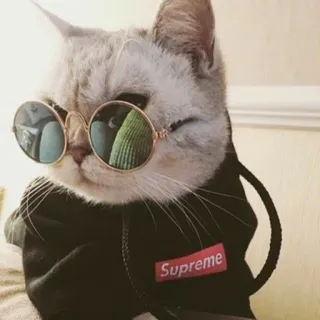 😎 79d20d6e Supreme gatto, occhiali da sole, animale, moda, supreme telegram sticker
