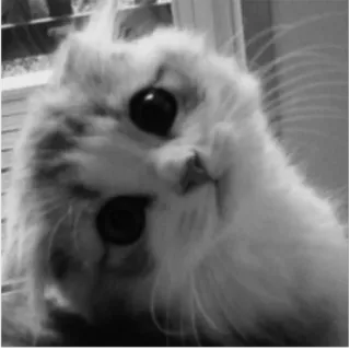 😶 8181ab52 gatto, animale, animale domestico, felino telegram sticker