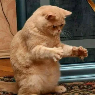 😕 81ba9450 gatto, divertente, meme, animale, carino, animale domestico telegram sticker