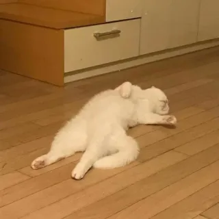 😴 844e91dc gatto, animale, bianco, domestico, animale domestico, pavimento, legno telegram sticker