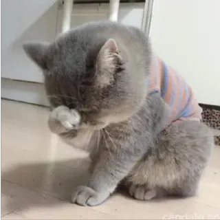 😔 85de082f gatto, animale, triste, carino, gatto grigio, british shorthair, animale domestico telegram sticker