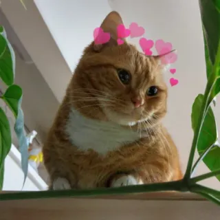 💞 8a096893 gatto, animale, cuori, carino telegram sticker