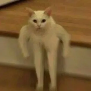 🙃 92a55c01 gatto, divertente, meme, animale, strano, bizzarro telegram sticker