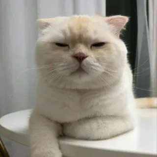 😑 95be2fe0 gatto, animale, animale domestico, animale domestico, felino telegram sticker