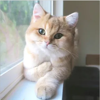 ☹️ 9dec5e1f gatto, carino, animale, gattino, animale domestico, gatto domestico, felino telegram sticker