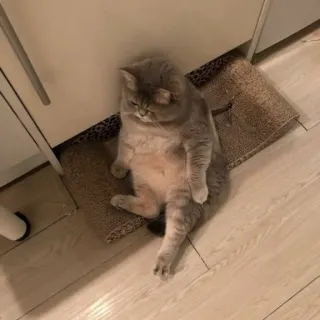 😔 a43d7048 gatto, animale domestico, animale, animale da compagnia, felino telegram sticker