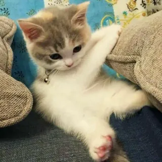 😗 a4dae261 gattino, gatto, carino, animale, animale domestico telegram sticker